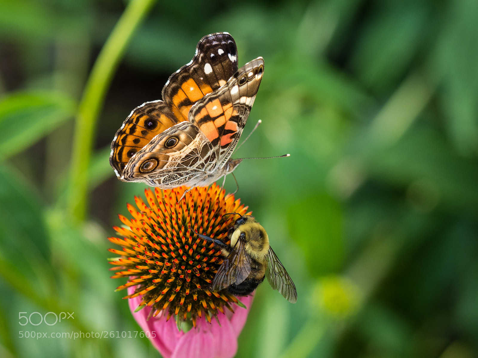 Olympus OM-D E-M5 II sample photo. Life's good sharing photography