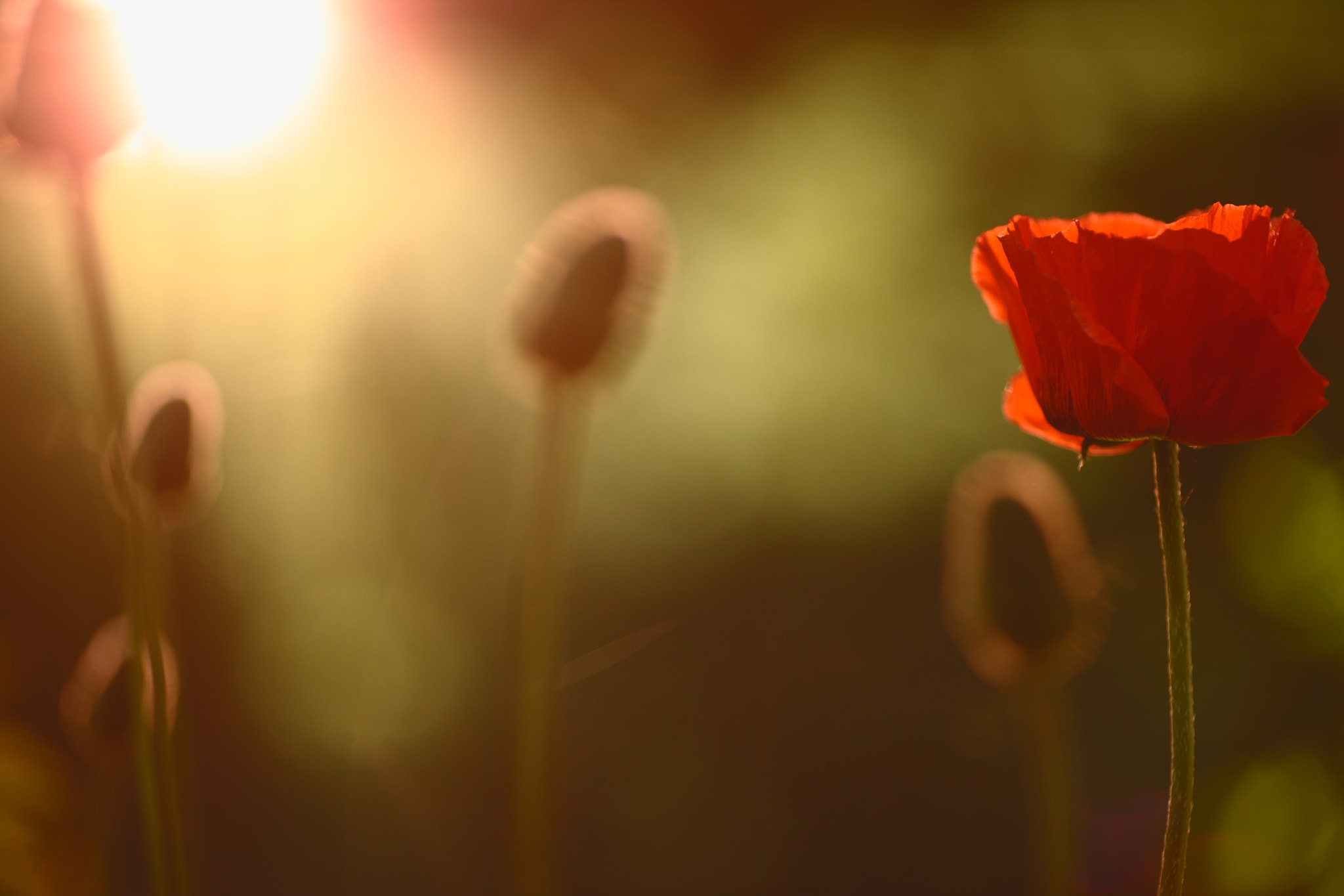 Canon EF 135mm F2L USM sample photo. Sunny garden photography