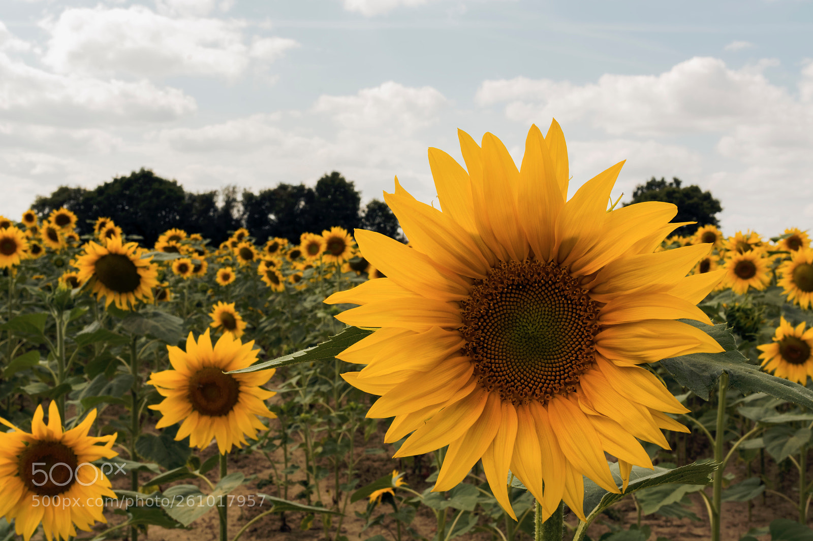 Nikon D7100 sample photo. Tournesol photography
