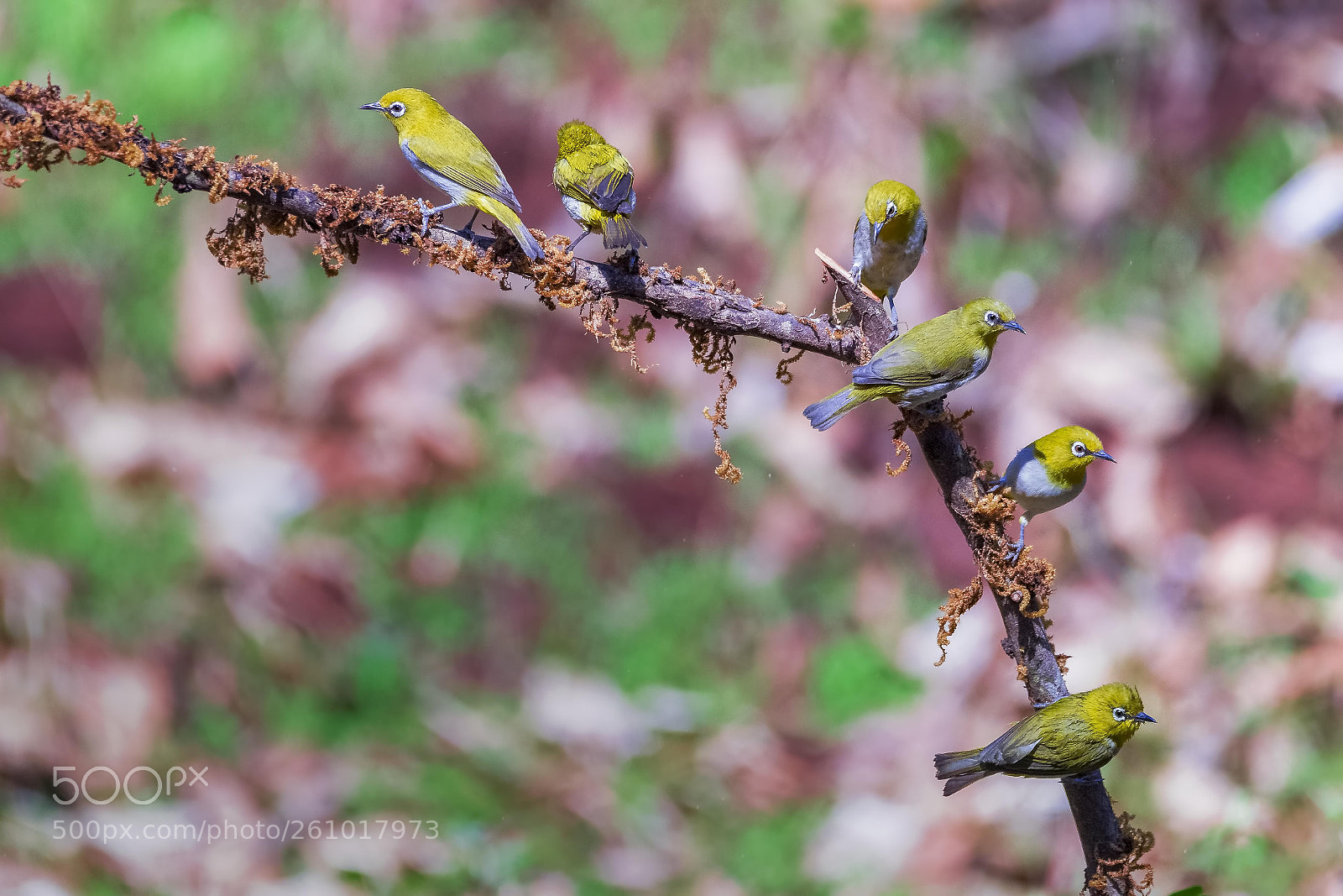 Nikon D810 sample photo. Oriental white eye at photography