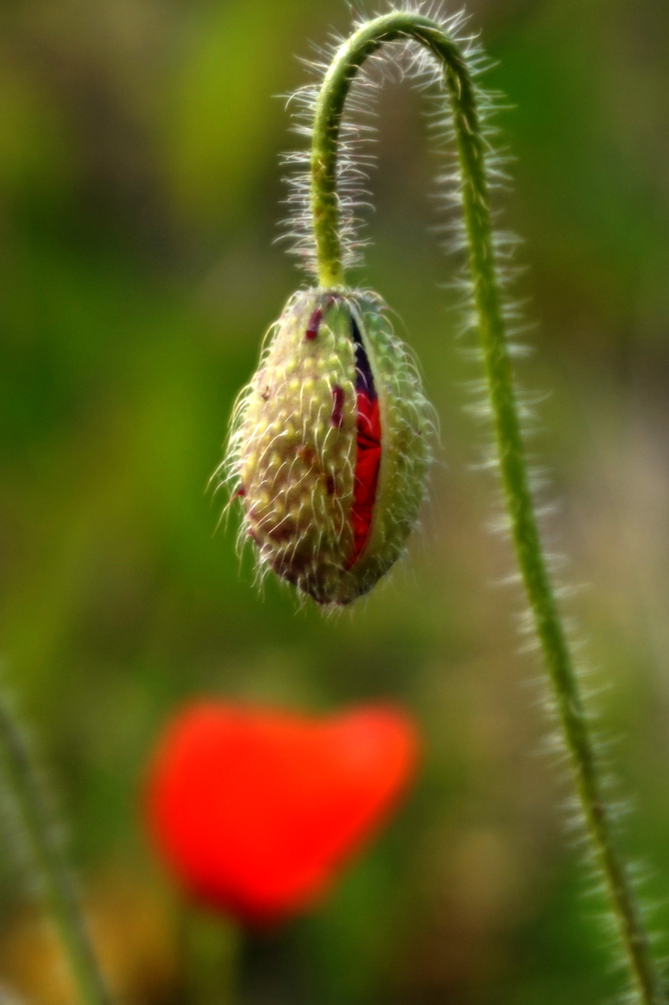 Sony Alpha a5000 (ILCE 5000) sample photo. Macro photography