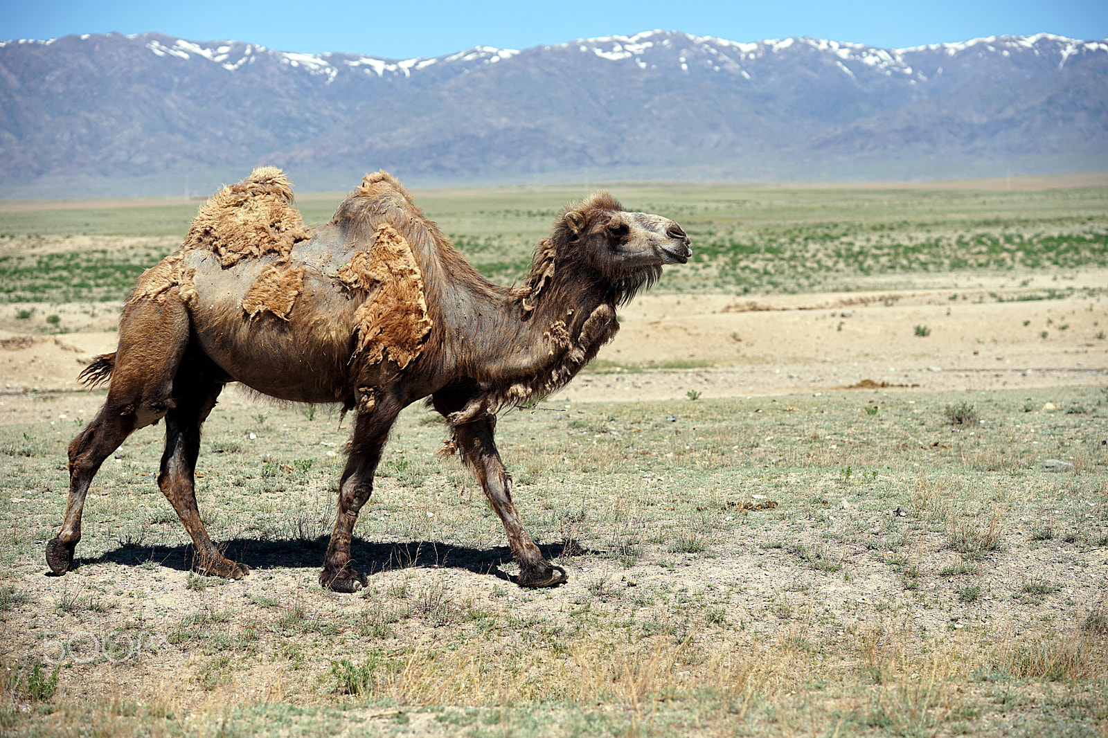 Sony a7 II + Sony FE 85mm F1.4 GM sample photo. Camel walking on steppe photography