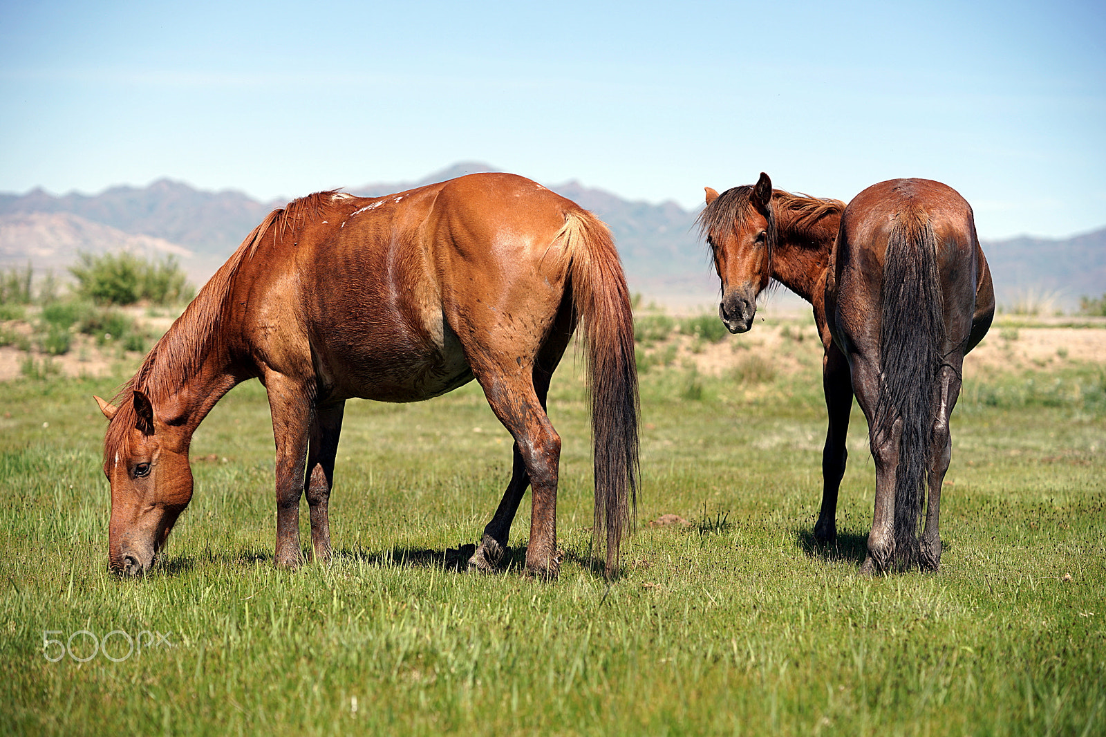 Sony a7 II + Sony FE 85mm F1.4 GM sample photo. Free and wild horses photography