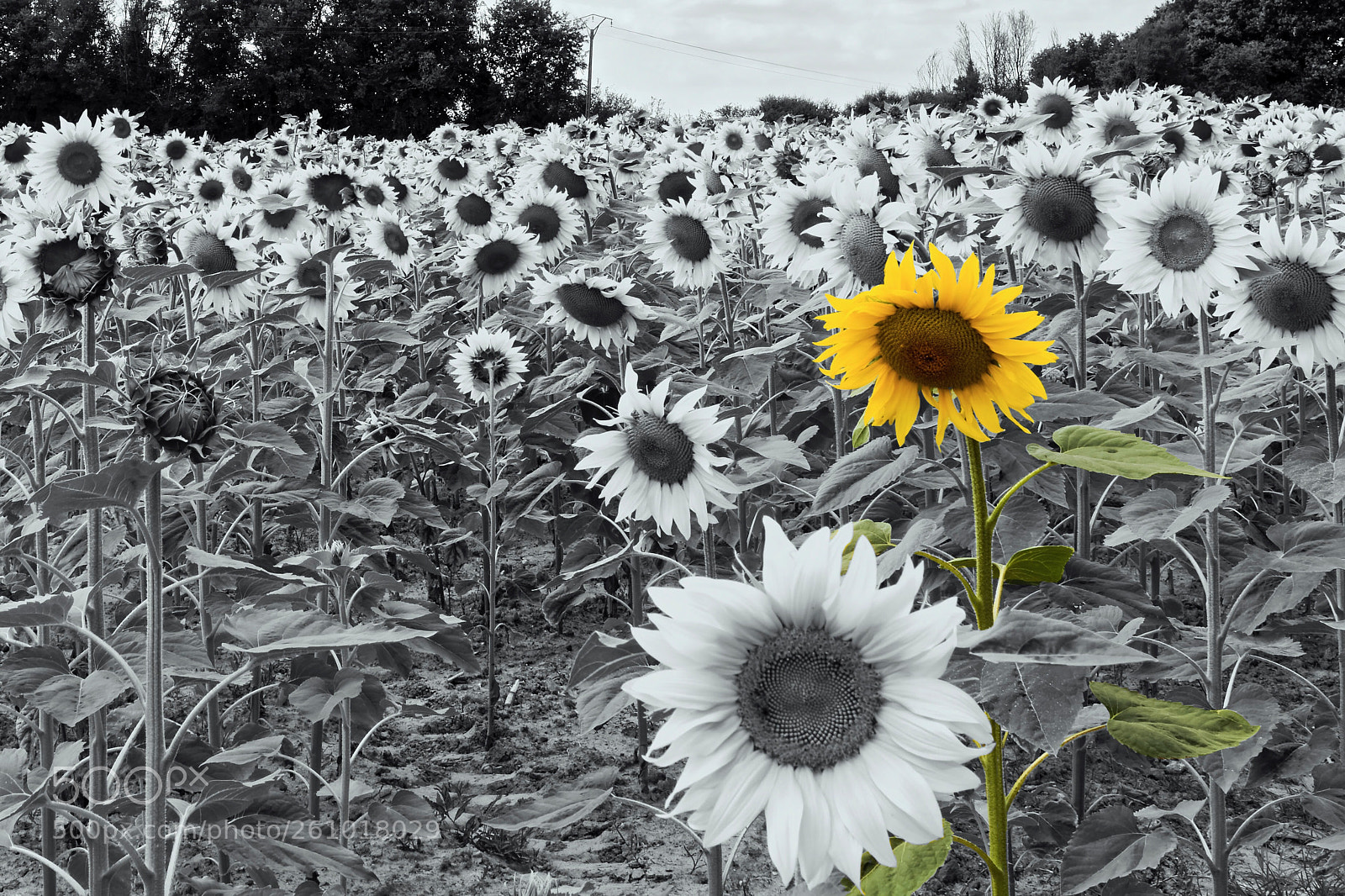 Nikon D7100 sample photo. Tournesol  photography