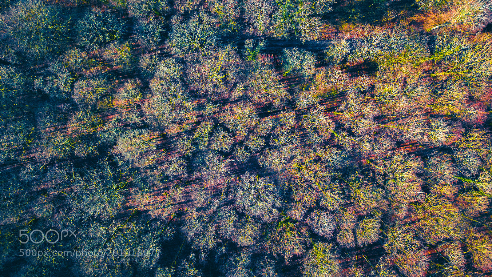 DJI FC220 sample photo. Arbres vus d'en haut 02 photography