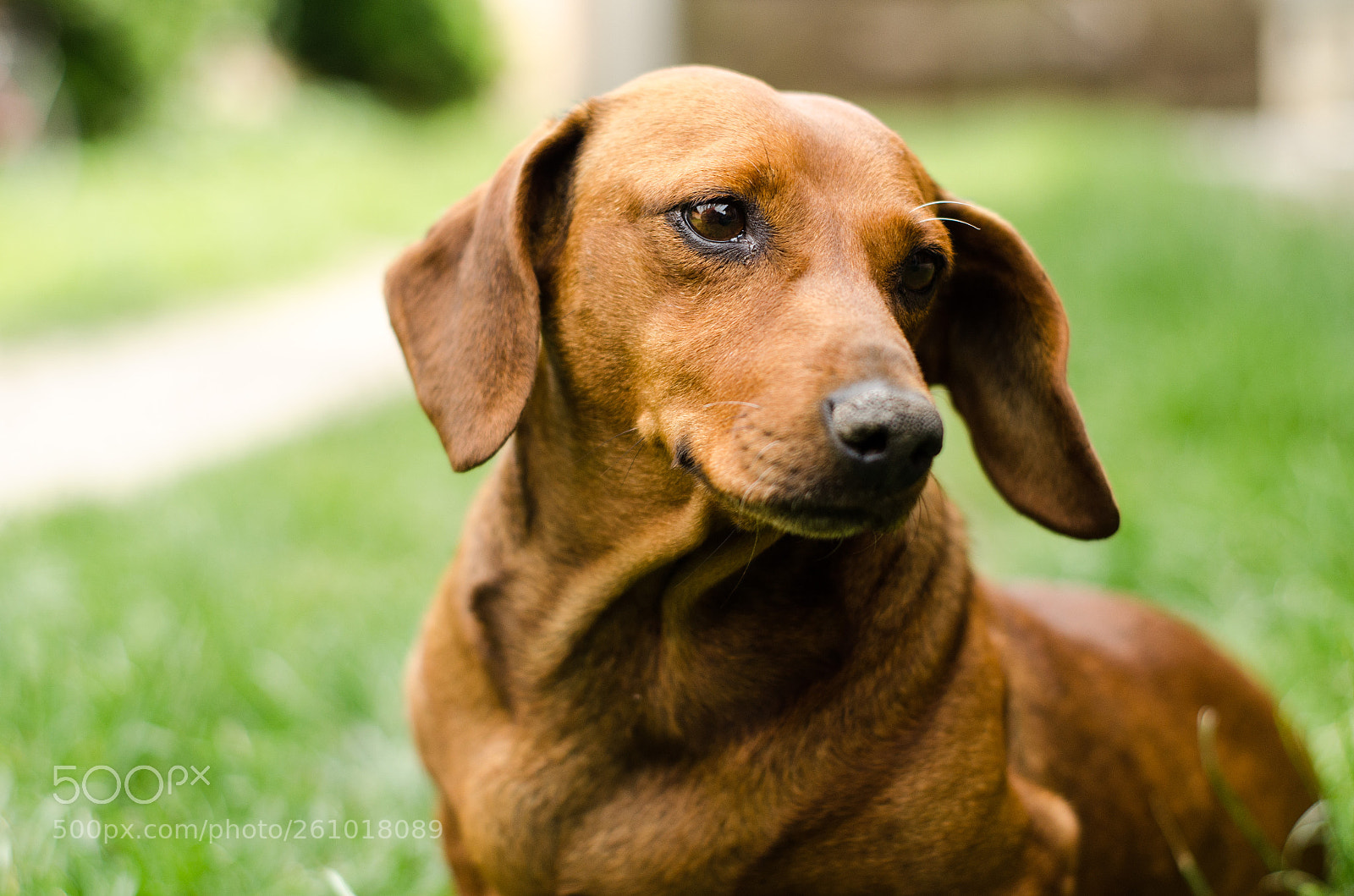 Nikon D5100 sample photo. Seed photography