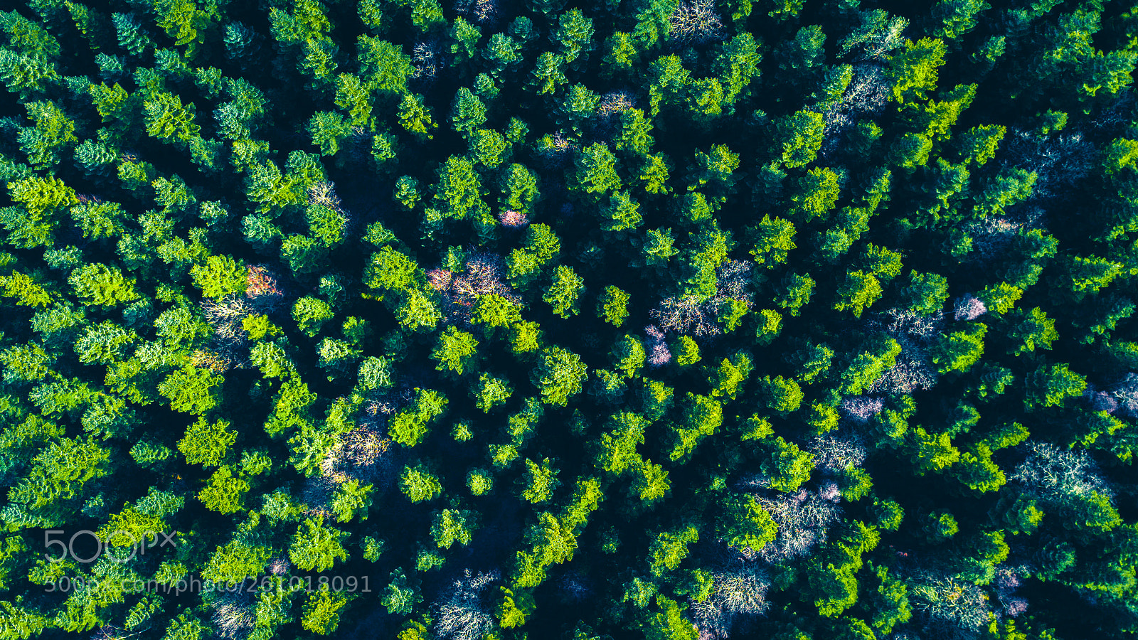 DJI FC220 sample photo. Arbres vus d'en haut 03 photography