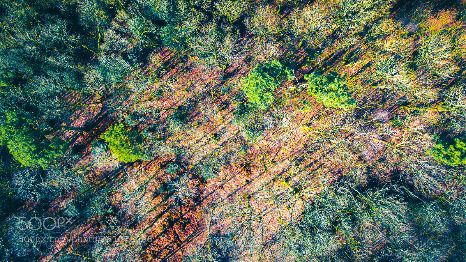 DJI FC220 sample photo. Arbres vus d'en haut 04 photography