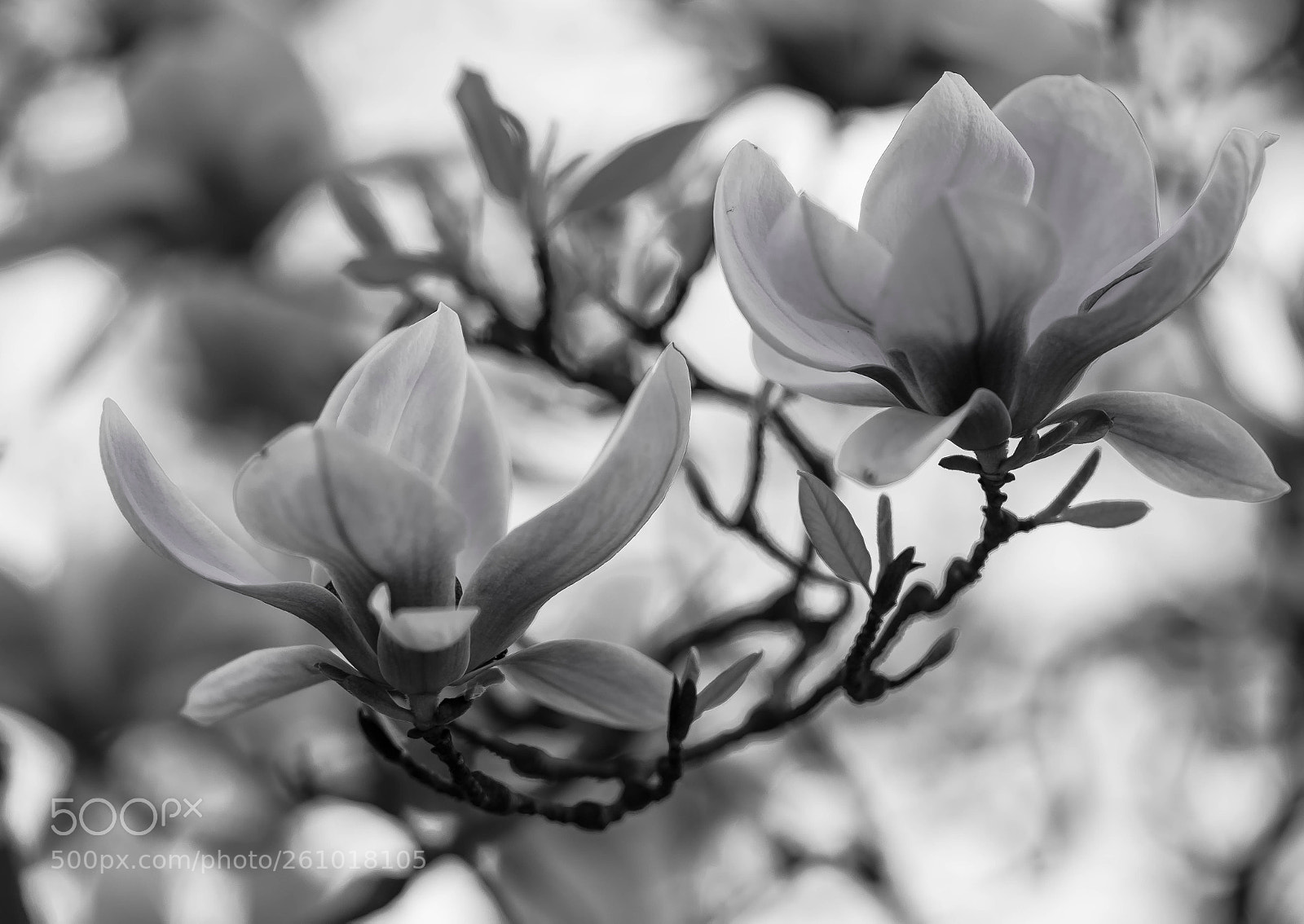 Nikon D7200 sample photo. Untitled photography