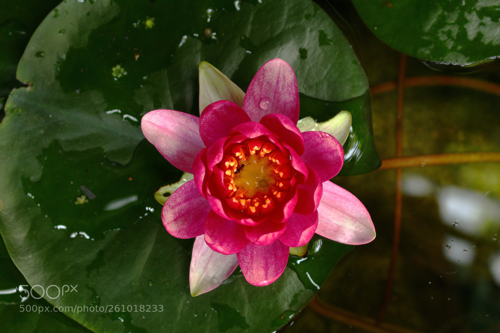 Canon EOS 700D (EOS Rebel T5i / EOS Kiss X7i) sample photo. Flor de loto reci photography