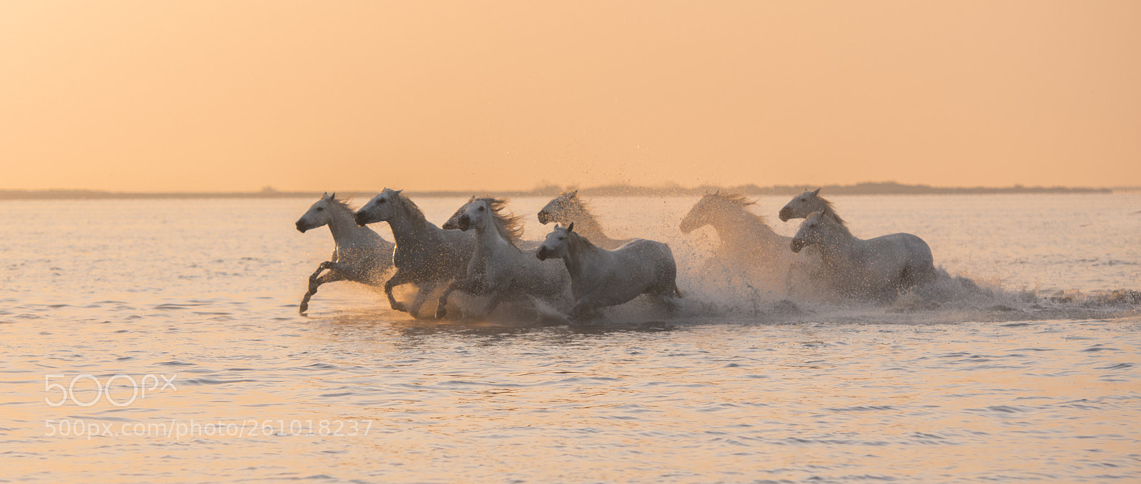 Nikon D850 sample photo. Wild horses 2 photography