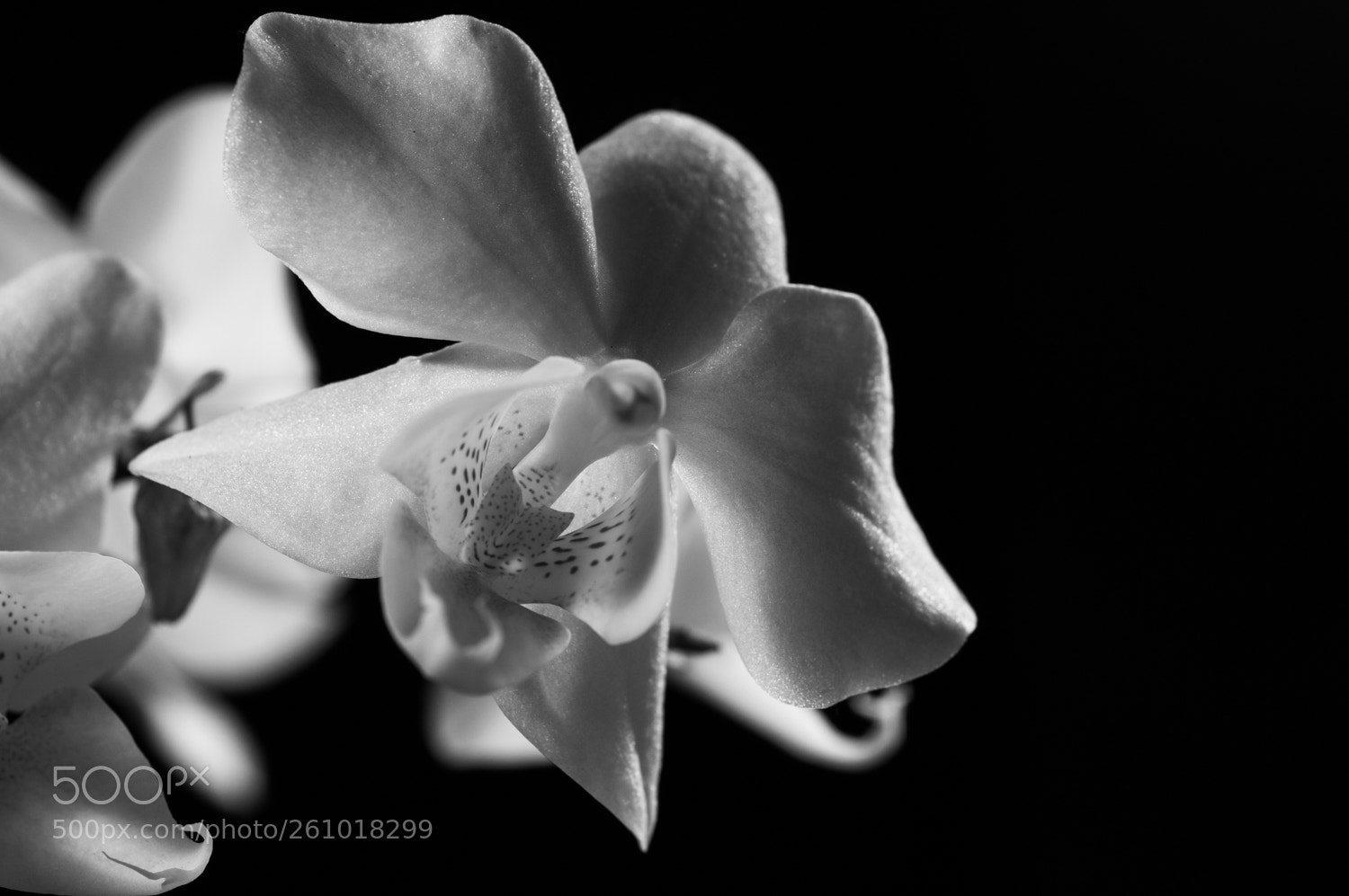 Nikon D3200 sample photo. Orchid #1 photography