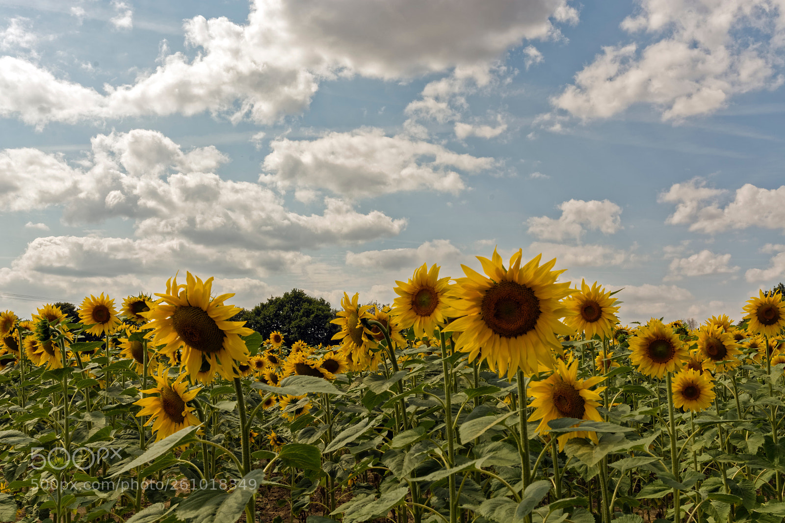 Nikon D7100 sample photo. Tournesol  photography