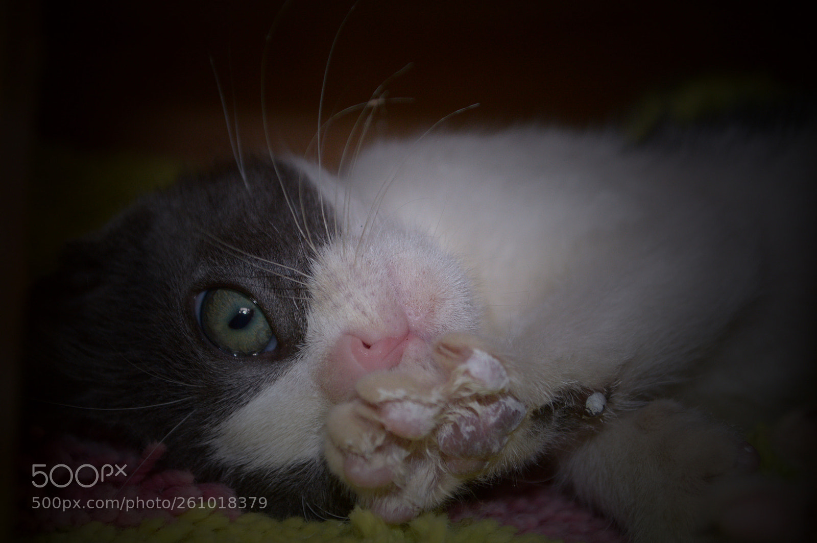 Nikon D3200 sample photo. Poor mimi she did photography