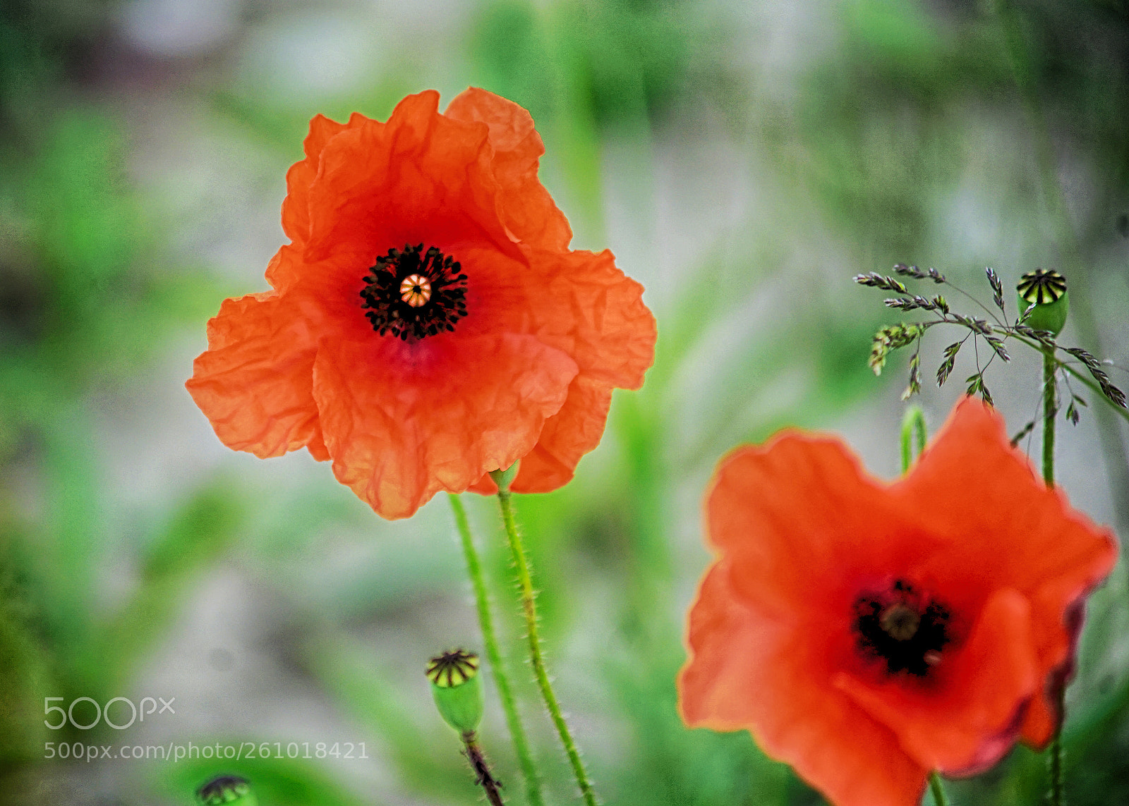 Sony a7 II sample photo. Papaver detail photography