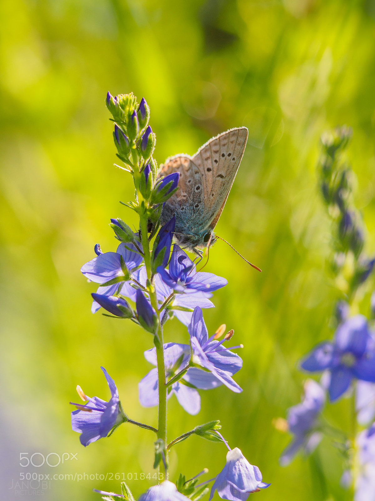 Olympus OM-D E-M5 II sample photo. ~ lycaenidae ~ photography