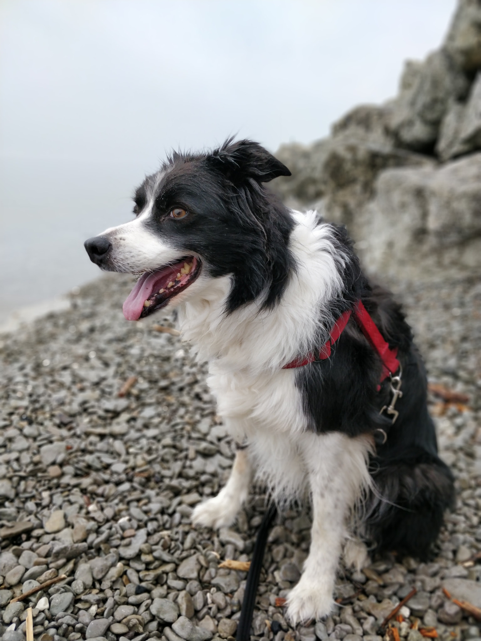 OnePlus 5T sample photo. Border collie on stones near grey water photography