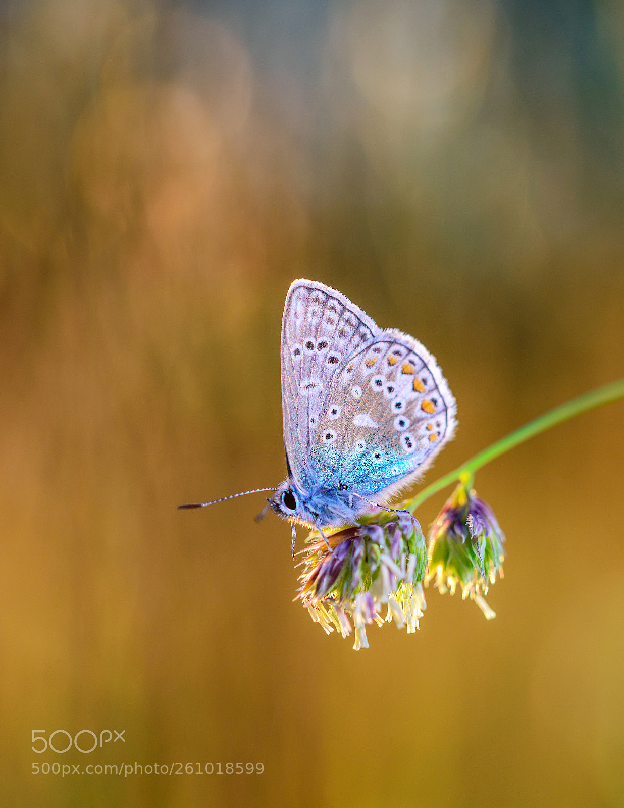 Nikon D800 sample photo. Common blue photography