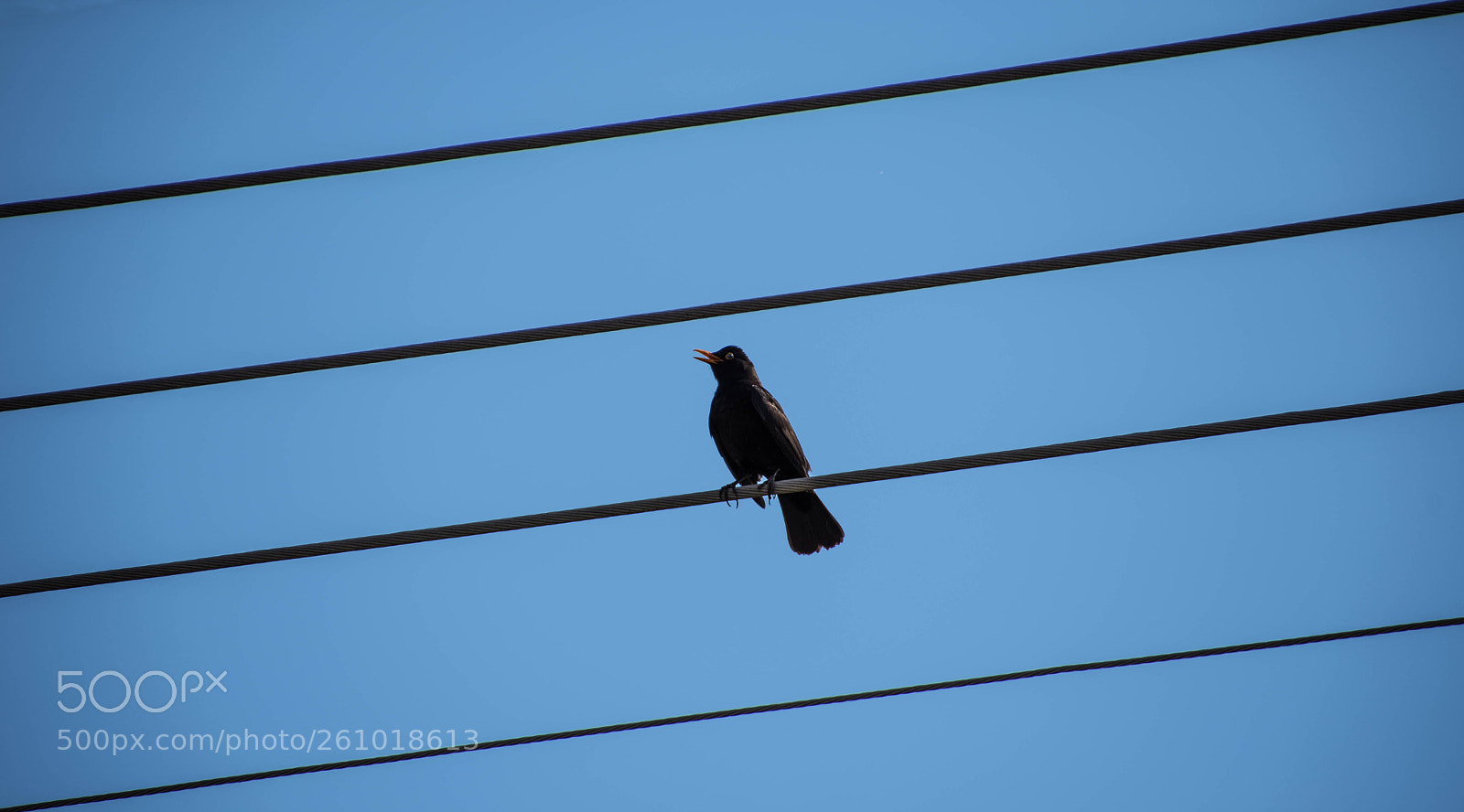 Nikon D7200 sample photo. Blackbird photography