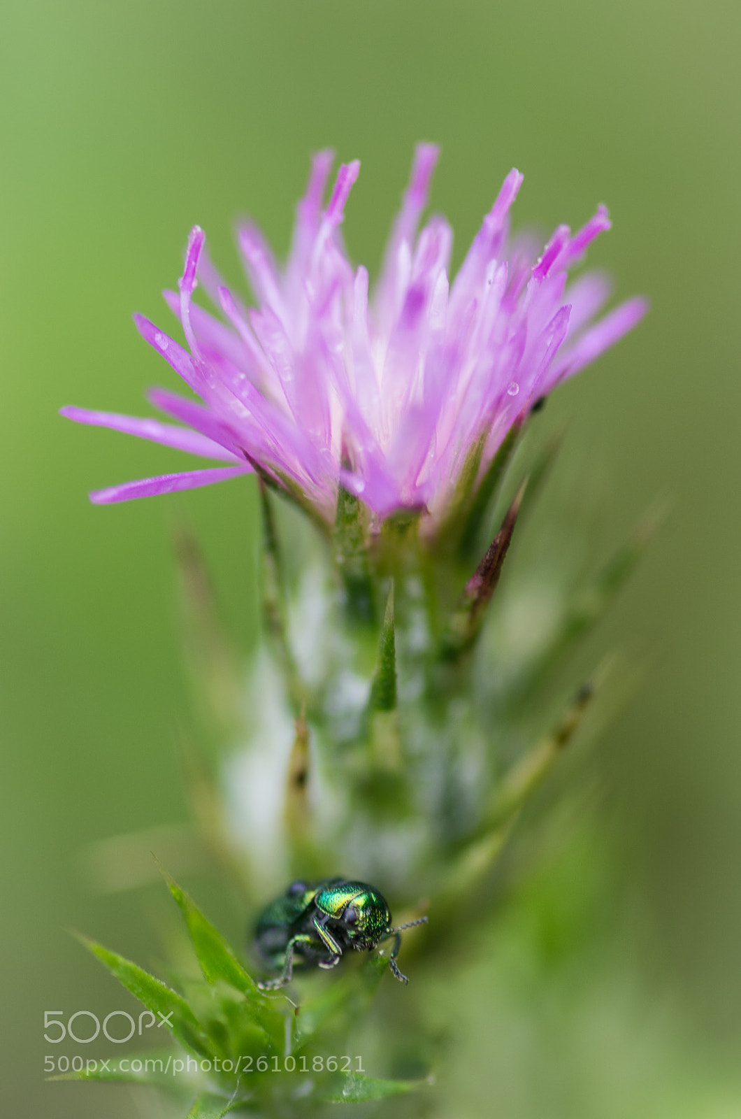 Pentax K-5 sample photo. Untitled photography