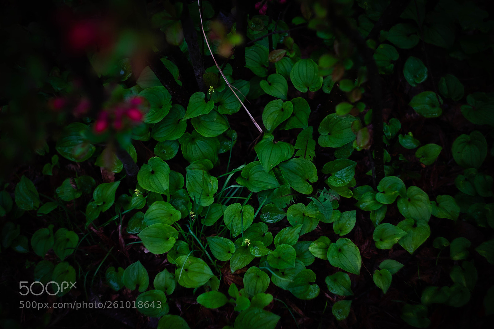 Fujifilm X-T1 sample photo. Green drop photography