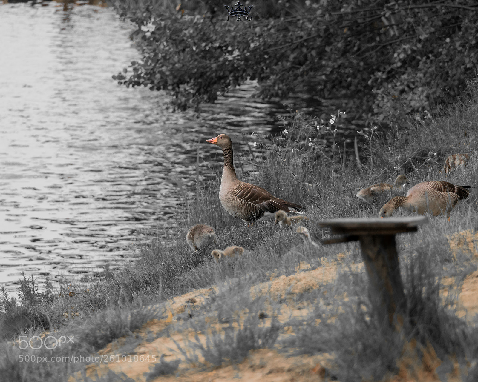 Nikon D3300 sample photo. Dzikie gęsi photography