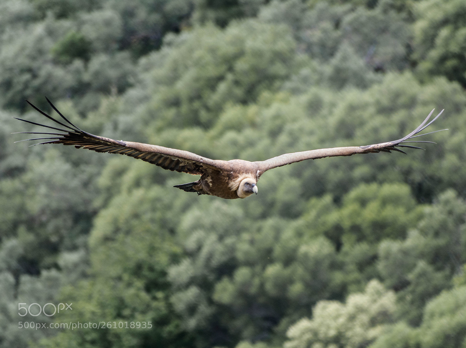 Nikon D7100 sample photo. Eurasian black vulture in photography