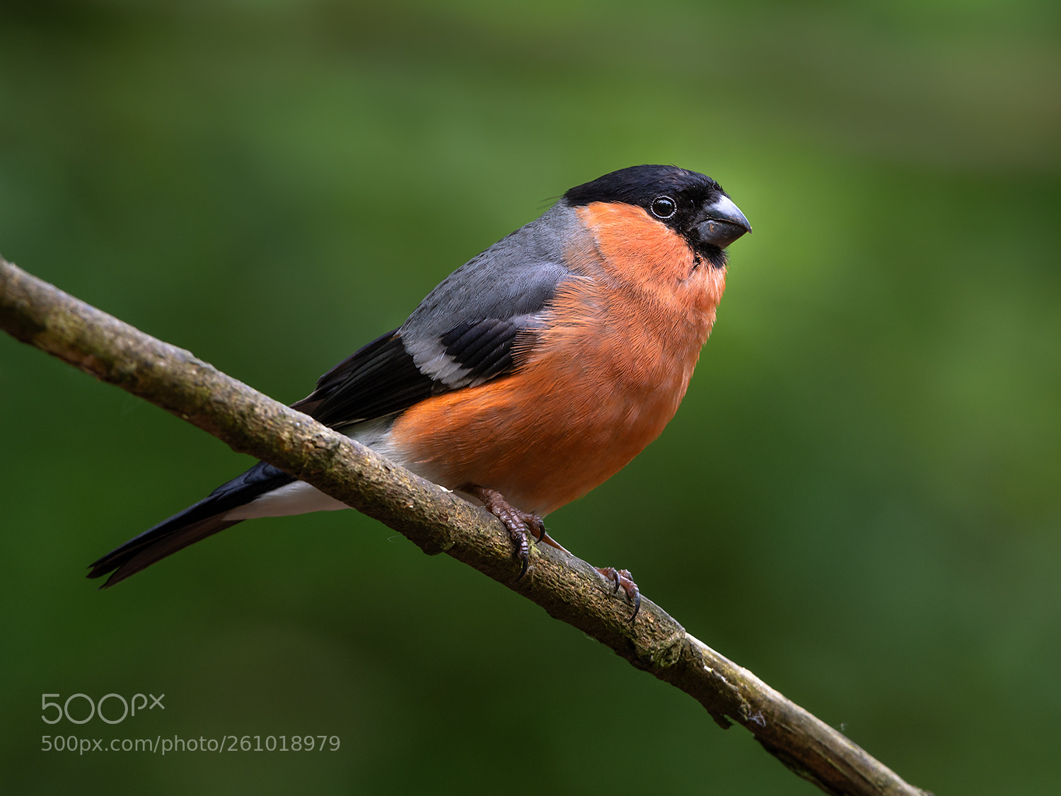 Nikon D7200 sample photo. Bullfinch portrait photography