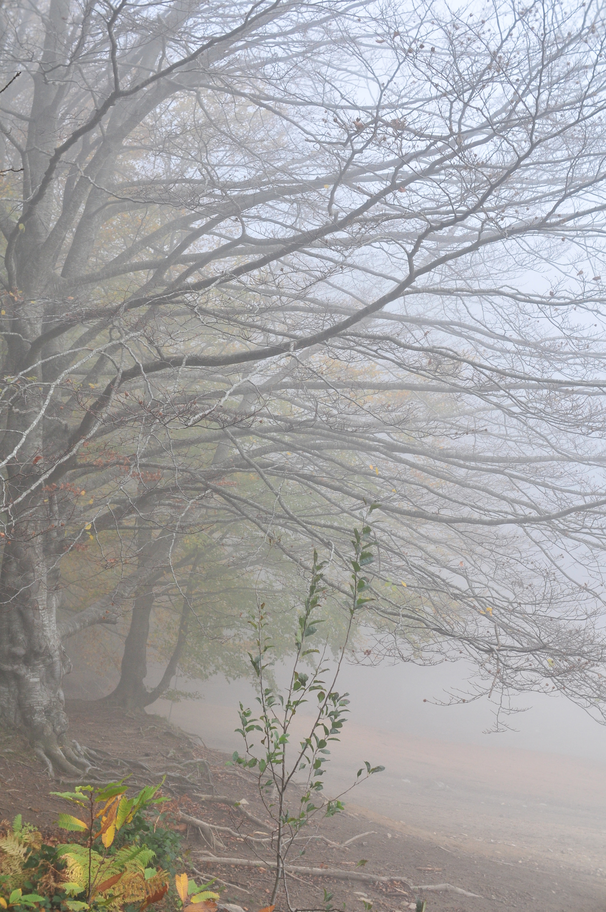 Nikon D300S sample photo. Montseny photography