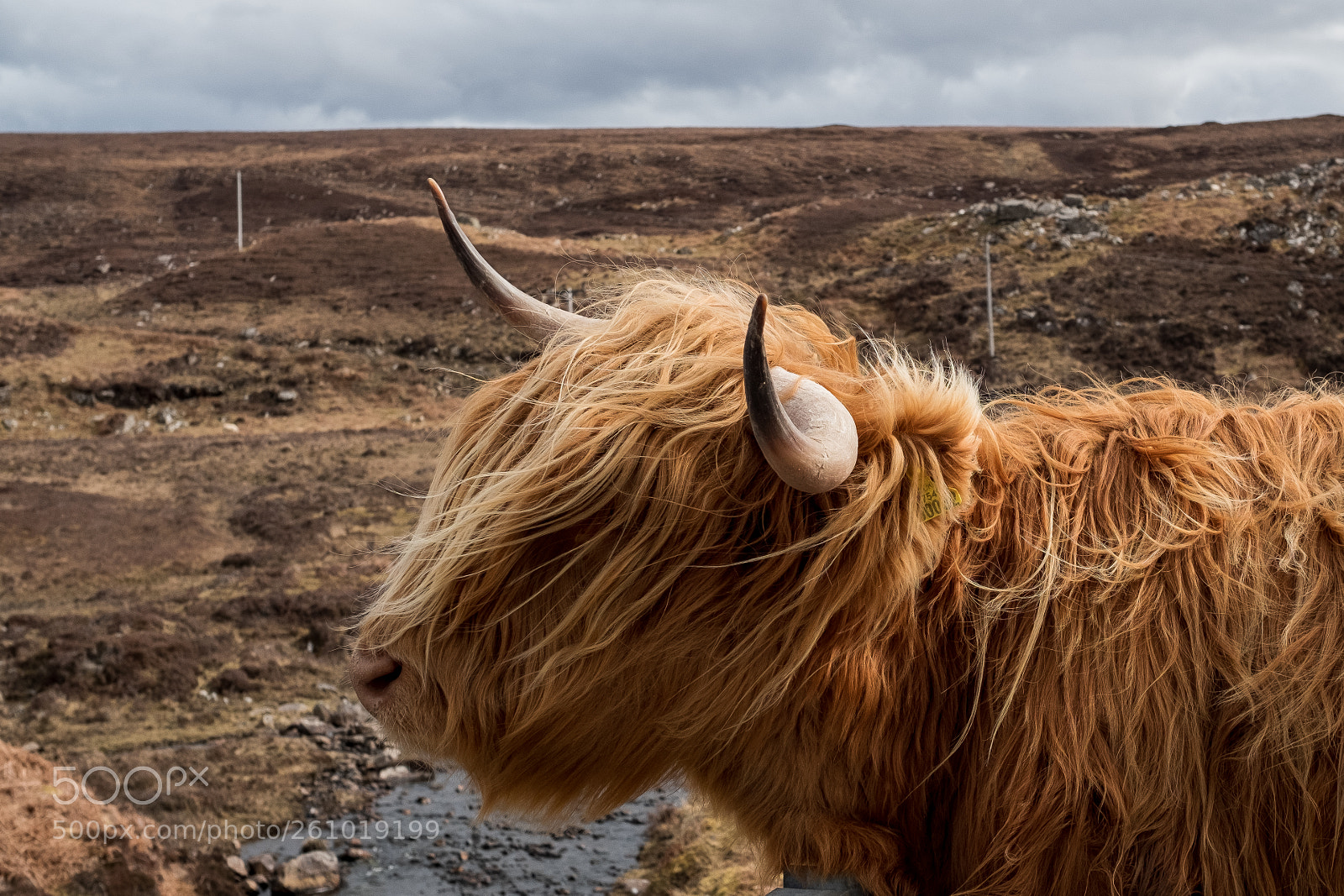 Fujifilm X-T2 sample photo. Shaggy cow photography
