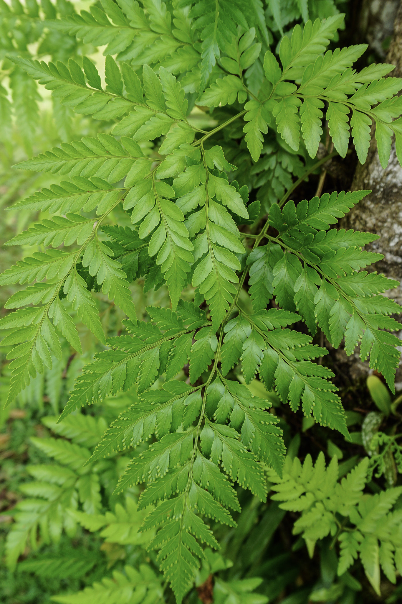 Sony a5100 sample photo. Ferns, sella bay, guam photography