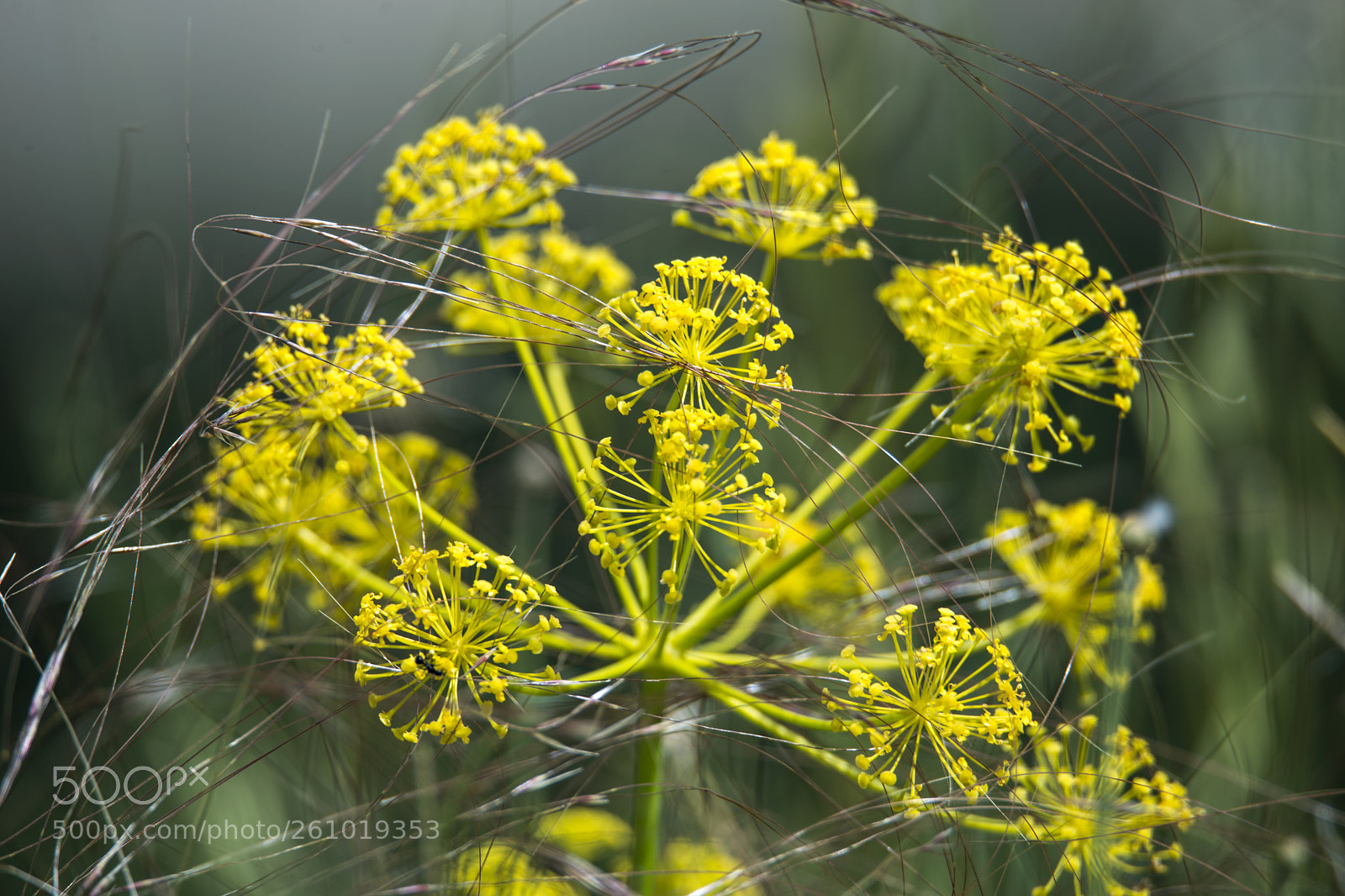 Nikon D800 sample photo. Networking flower photography