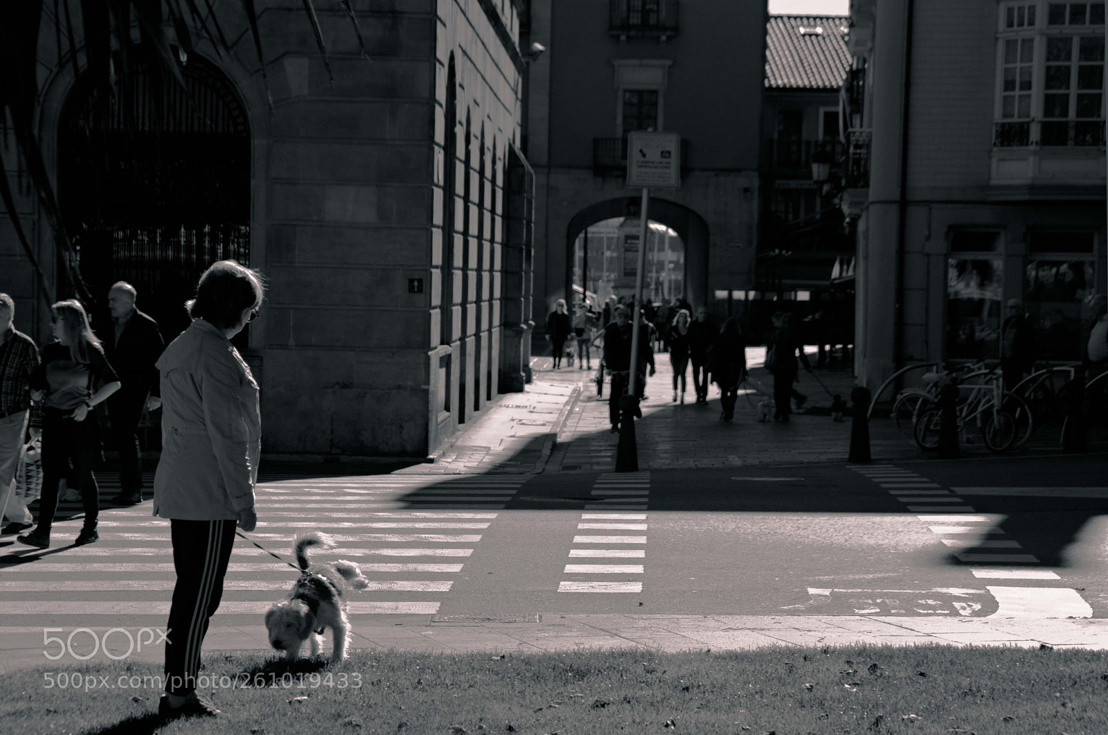 Nikon D3200 sample photo. Jpg perro photography