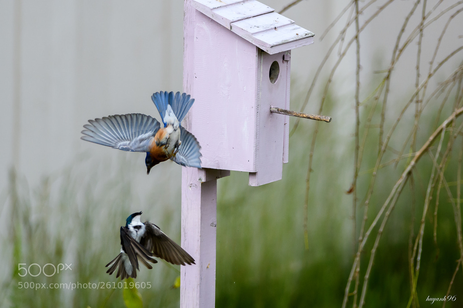 Nikon D500 sample photo. Birds fighting in the photography