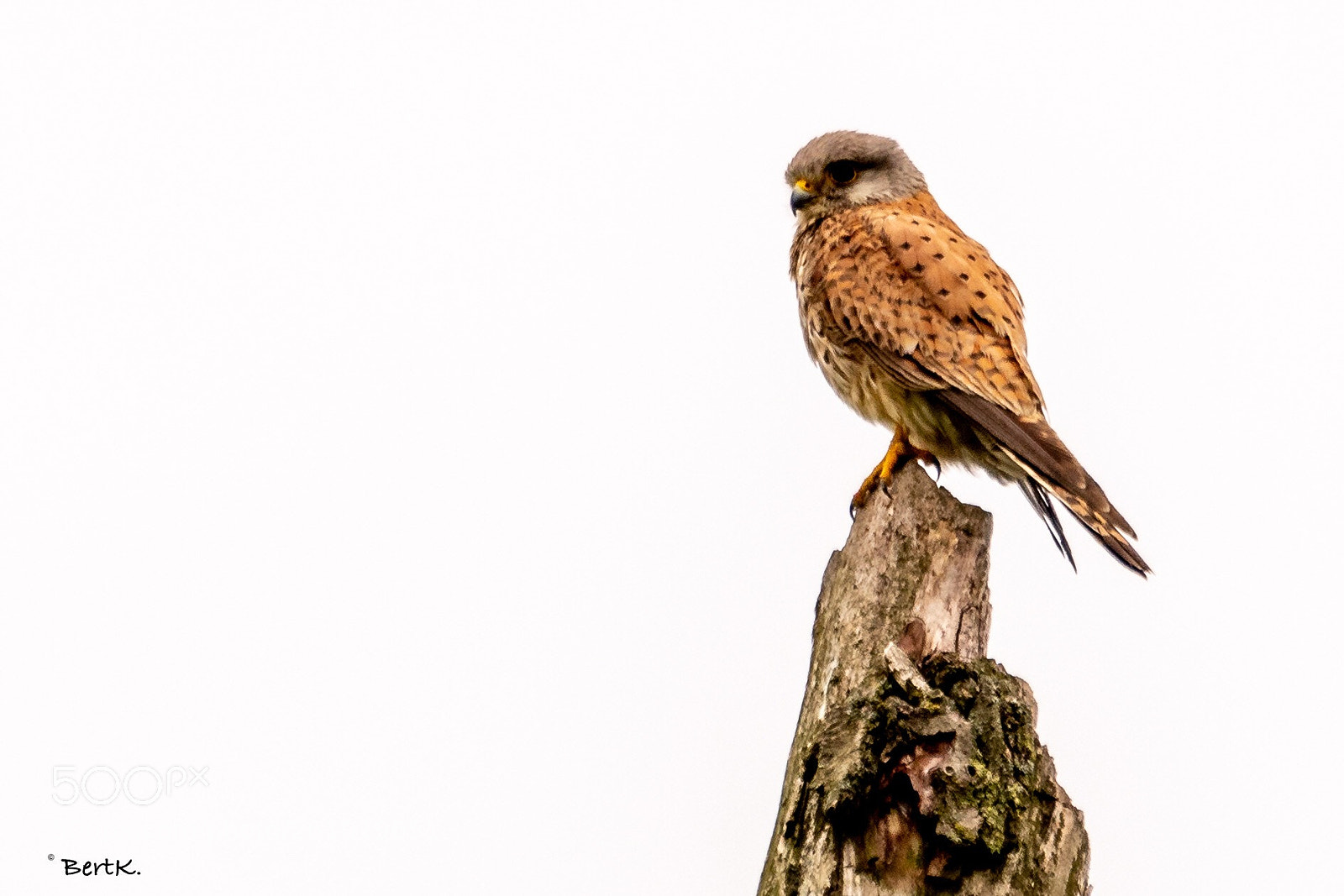 Nikon D500 sample photo. Kestrel / torenvalk.  photography
