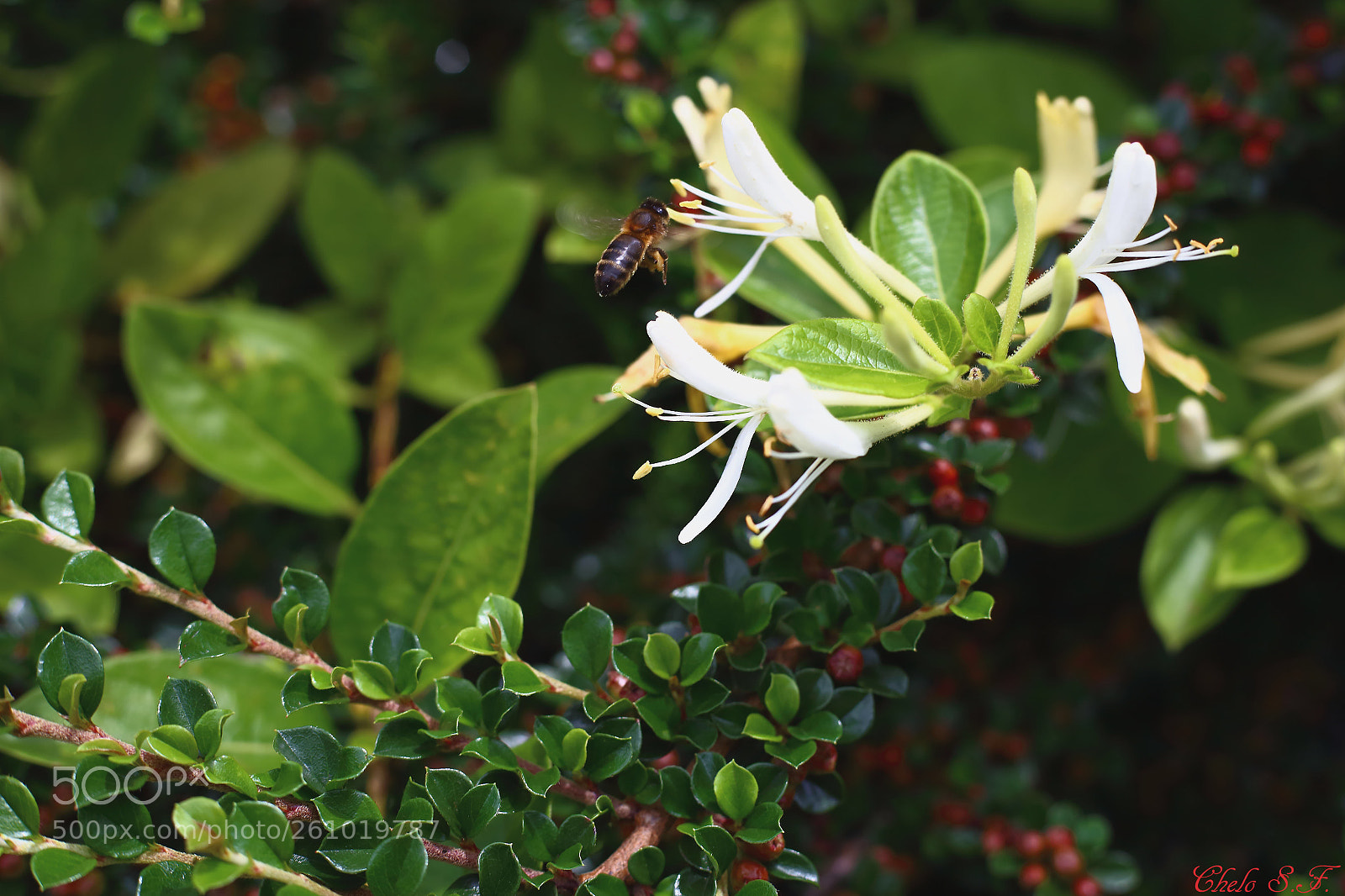 Canon EOS 6D sample photo. Untitled photography
