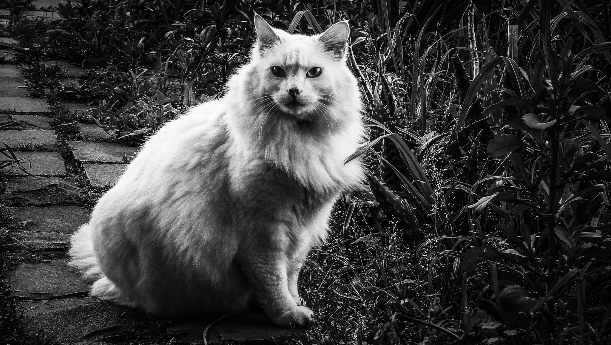 Sony DSC-H2 sample photo. Monochrome cat photography