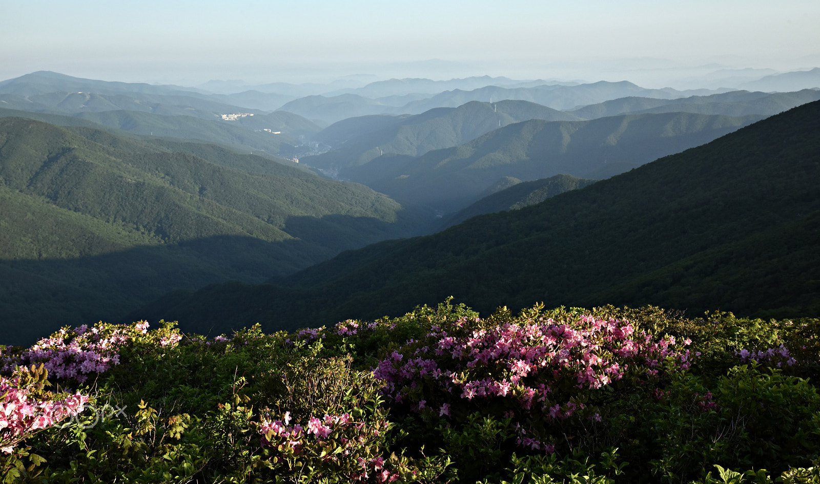 Nikon D810 sample photo. Mountainscape with flowers photography