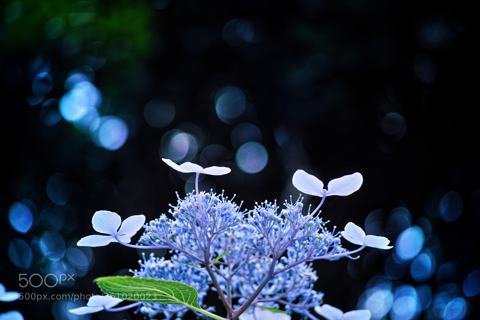 Sigma DP3 Merrill sample photo. Lacecap hydrangea  photography
