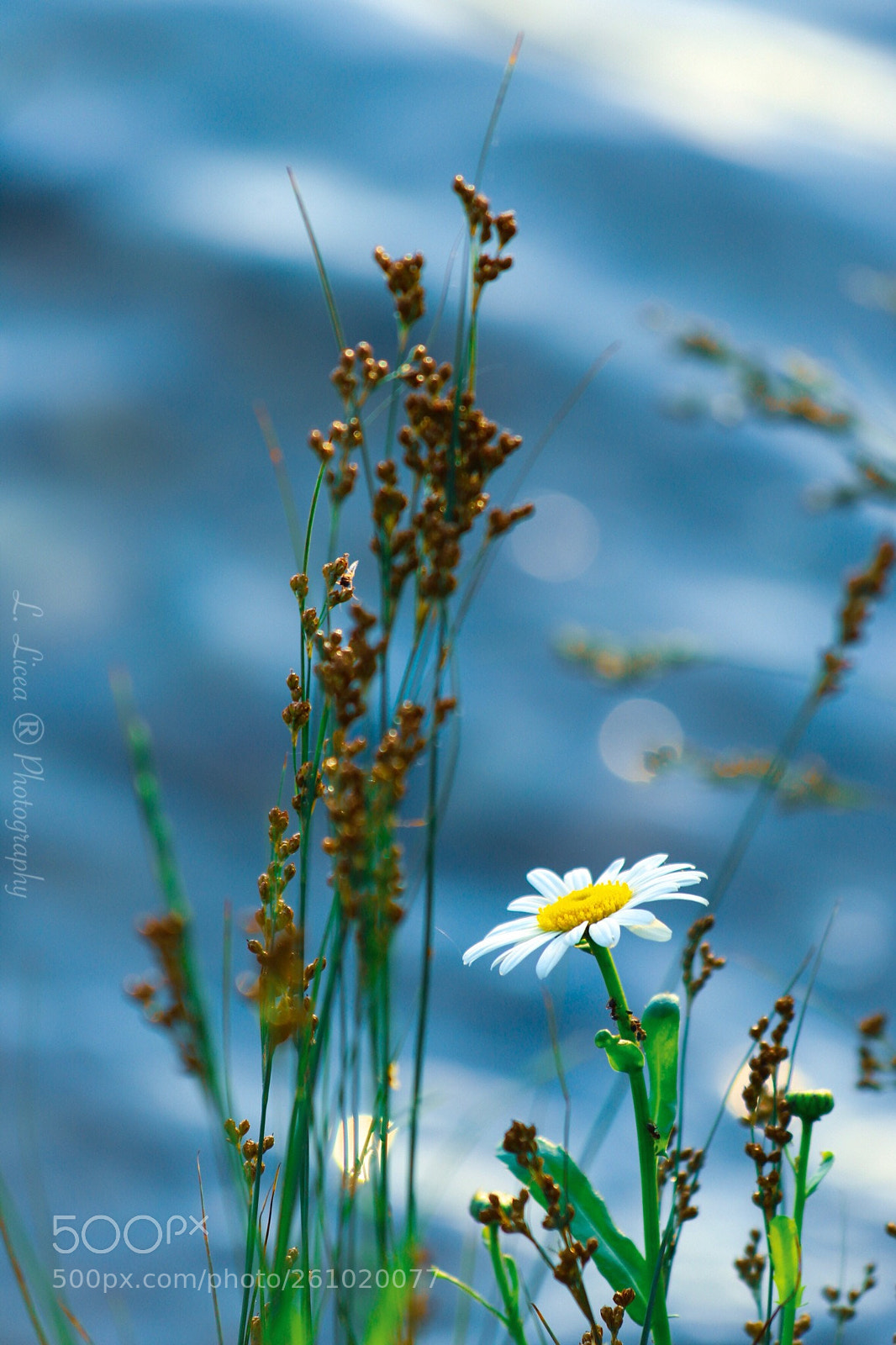 Canon EOS 6D Mark II sample photo. Caress of light 78 photography