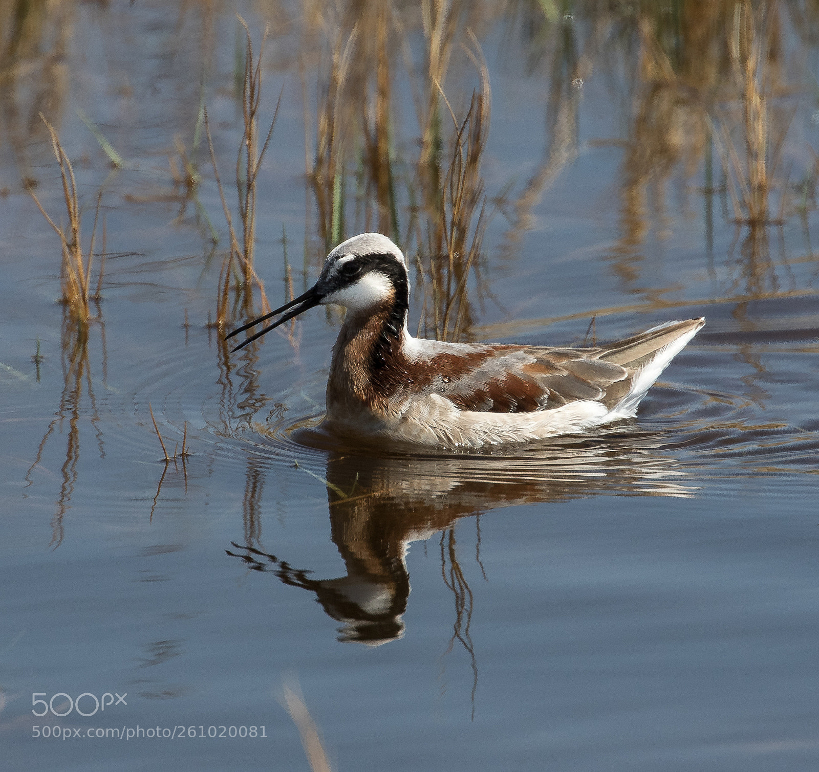 Canon EOS 7D Mark II sample photo. Wilson's phalarope photography