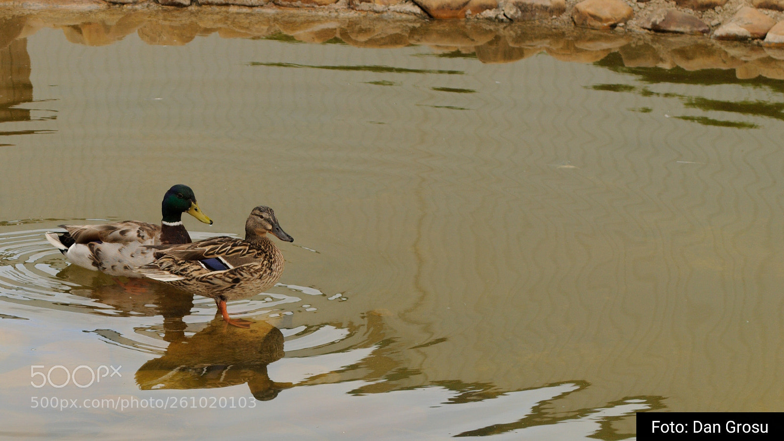 Nikon D3000 sample photo. Mr and mrs duck photography