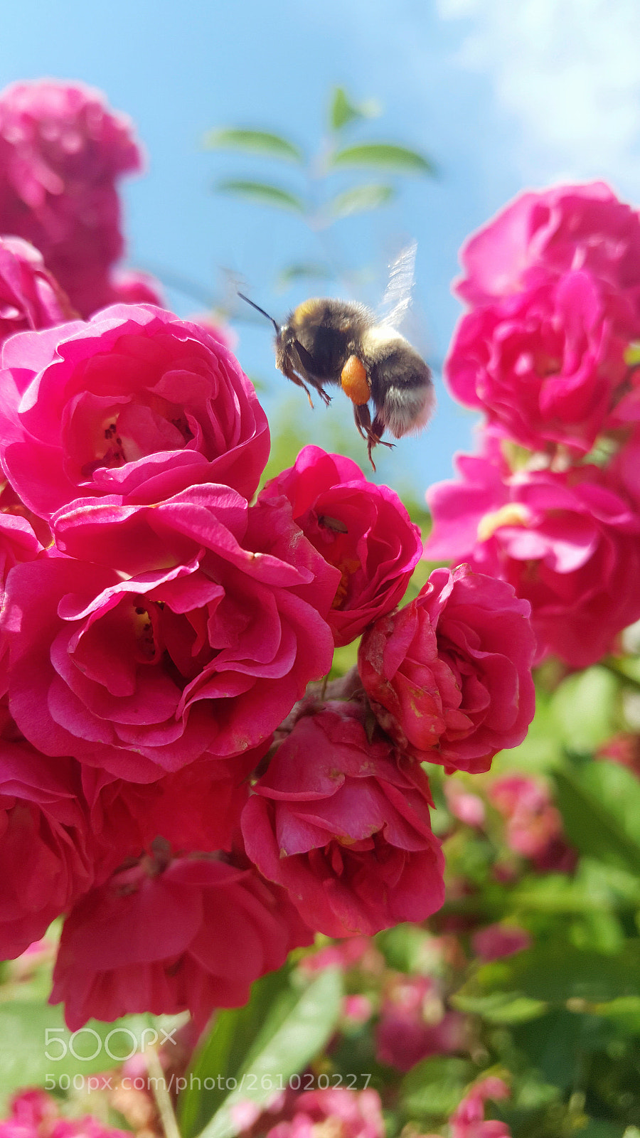 Samsung Galaxy Note5 sample photo. Right moment photography