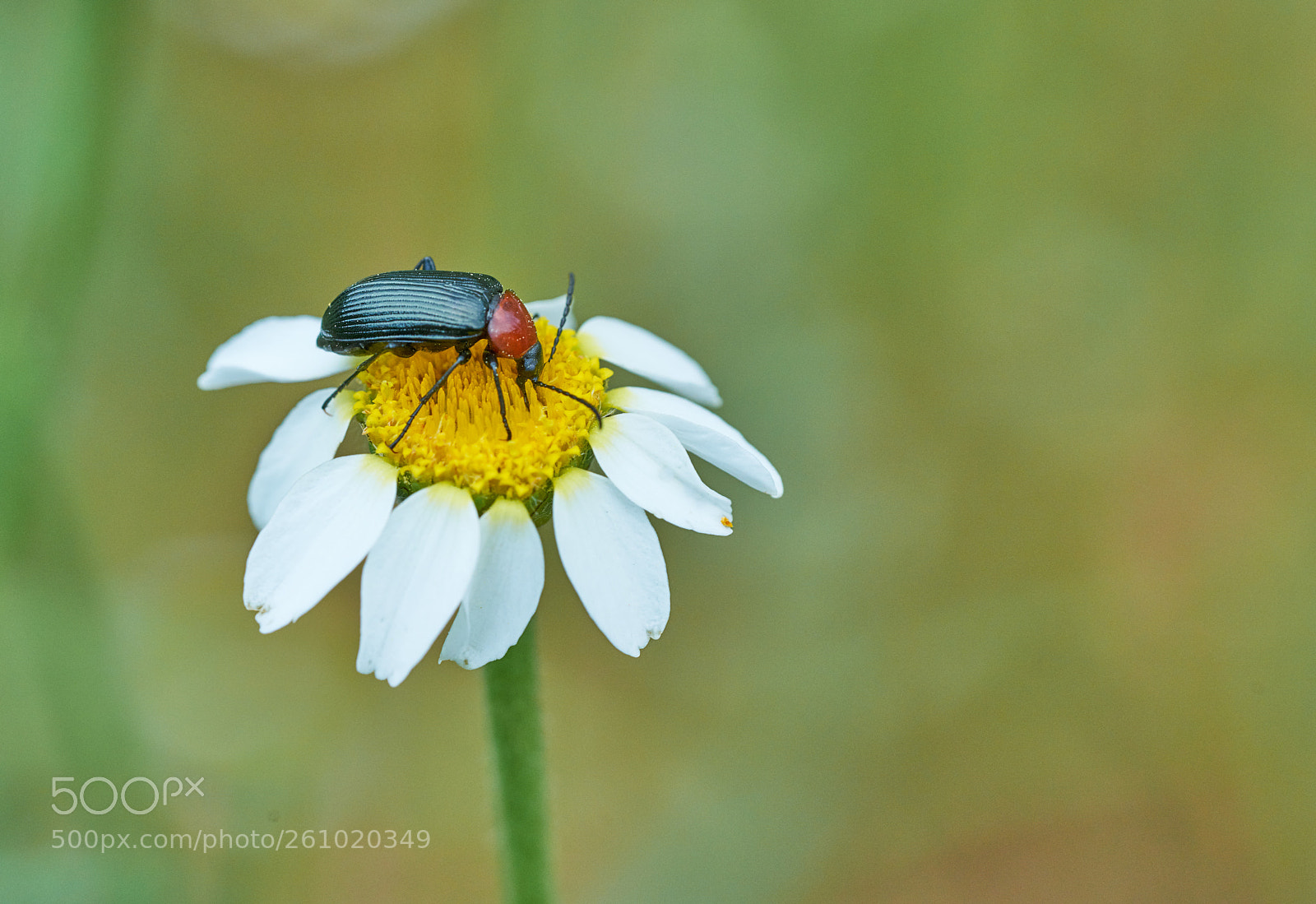 Sony a7R II sample photo. Bug photography