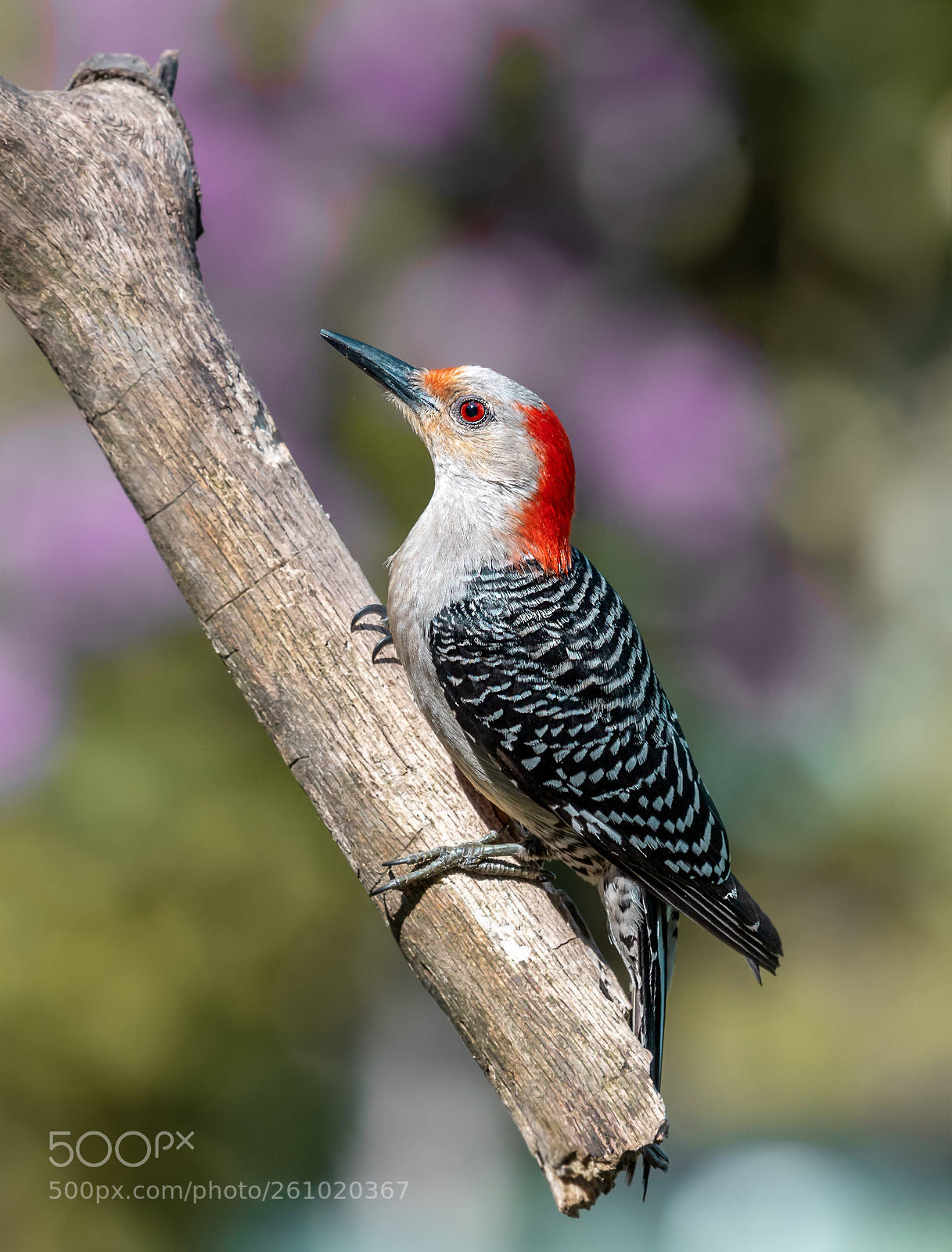 Nikon D500 sample photo. Perched female red-bellied woodpecker photography