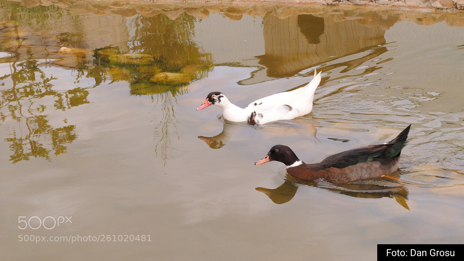 Nikon D3000 sample photo. Patitos paseando photography