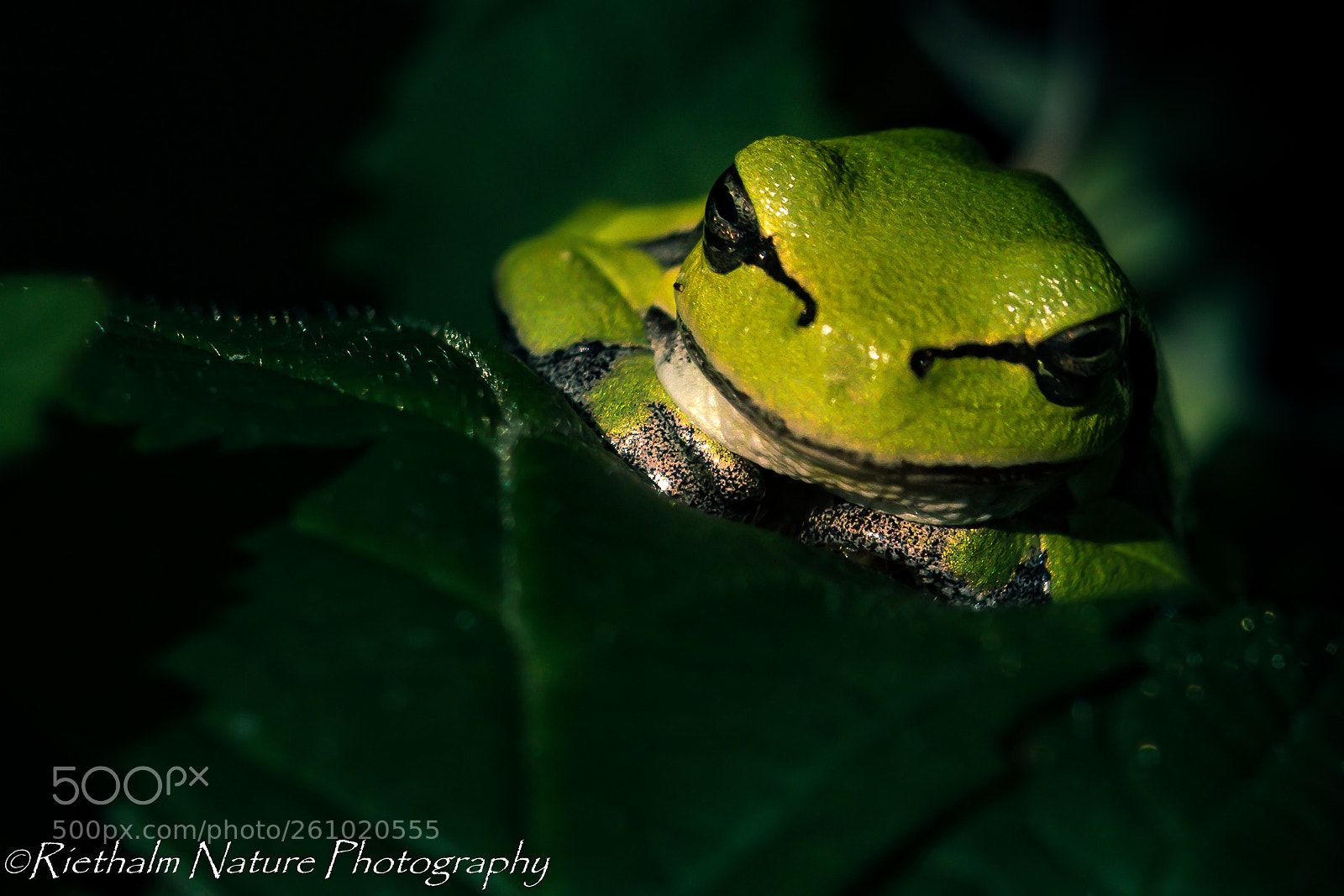 Canon EOS 7D Mark II sample photo. Boomkikker/treefrog photography