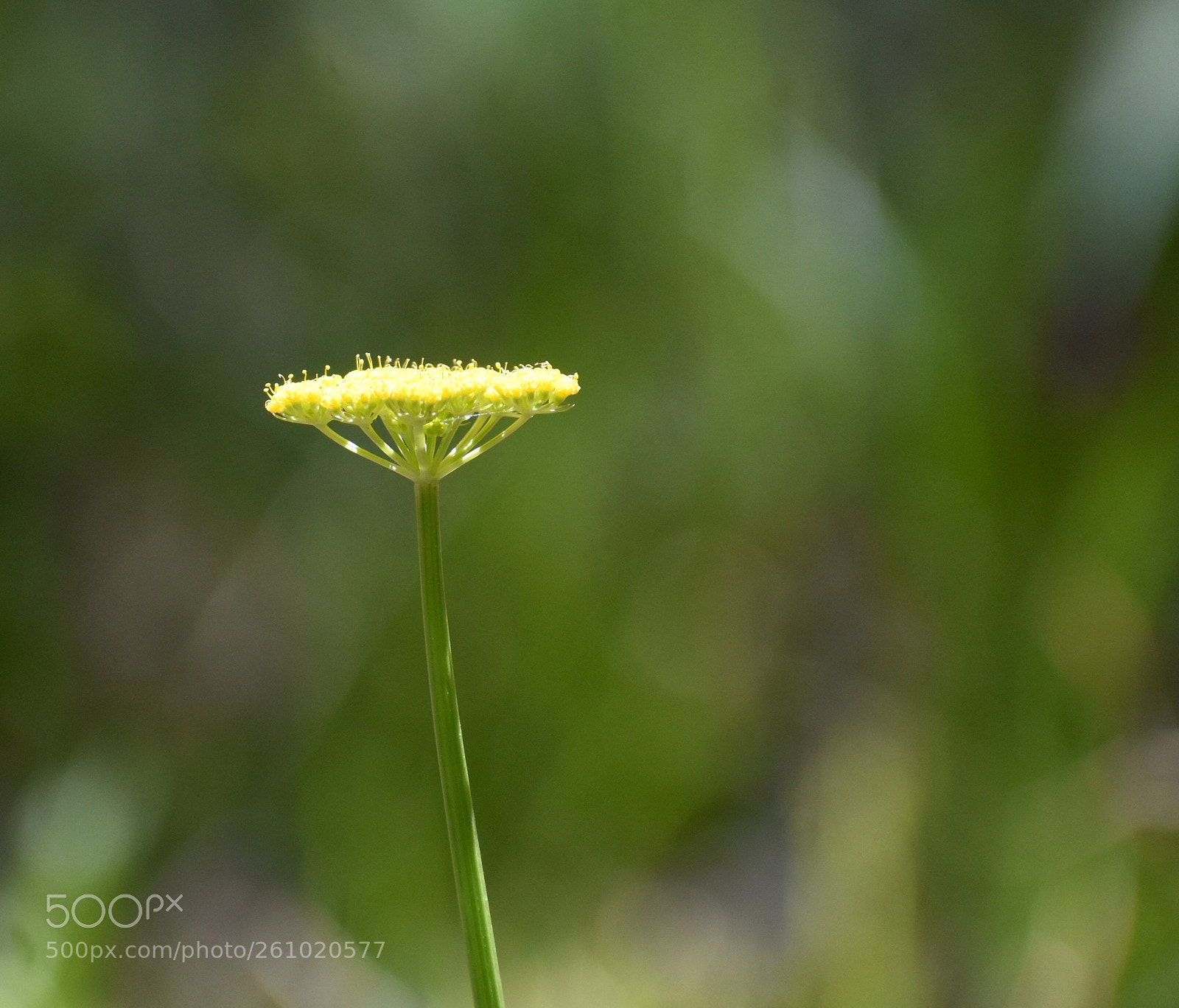 Nikon D3400 sample photo. Sunlight photography