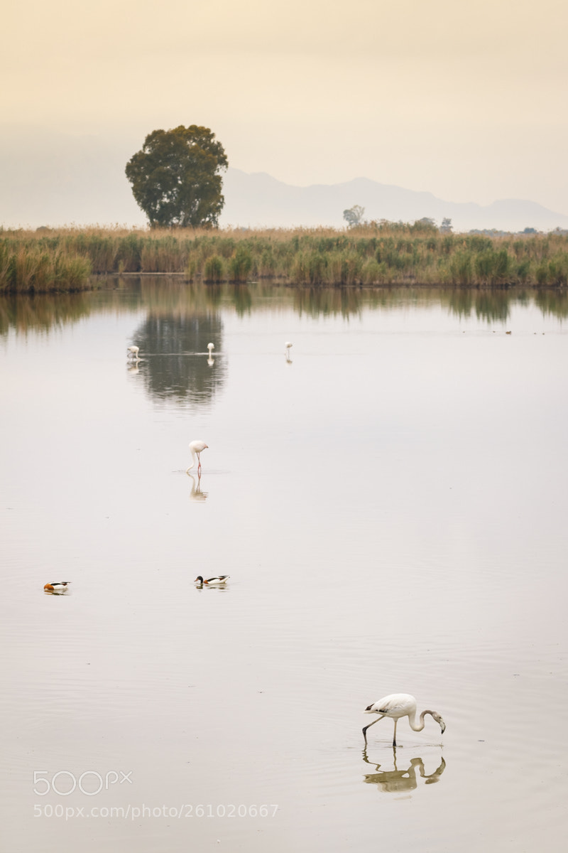 Canon EOS 70D sample photo. Mg photography