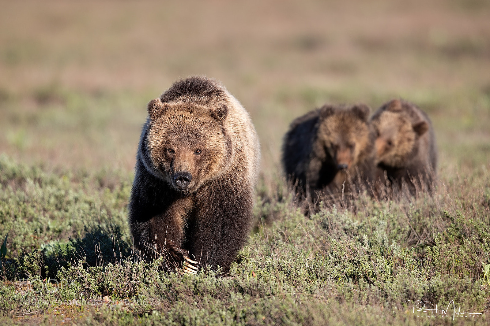 Canon EOS-1D X Mark II sample photo. Mother and cubs photography